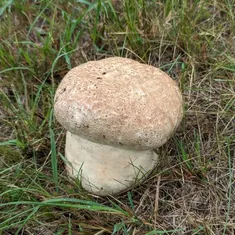Purple-spored Puffball