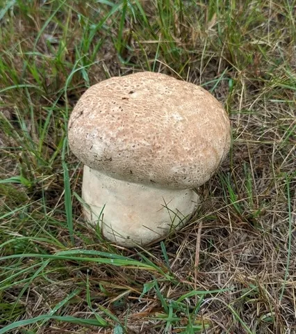 Calvatia cyathiformis