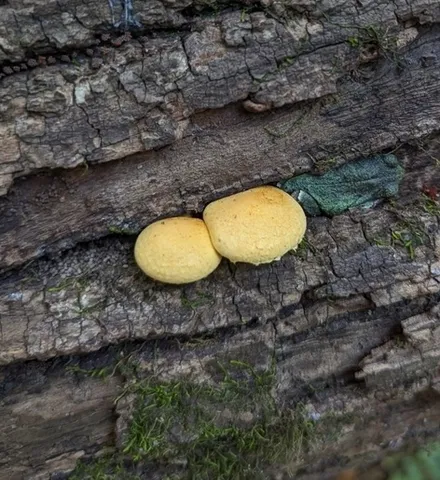 undefined (Pleuroflammula sp. 'tuberculosa-01')