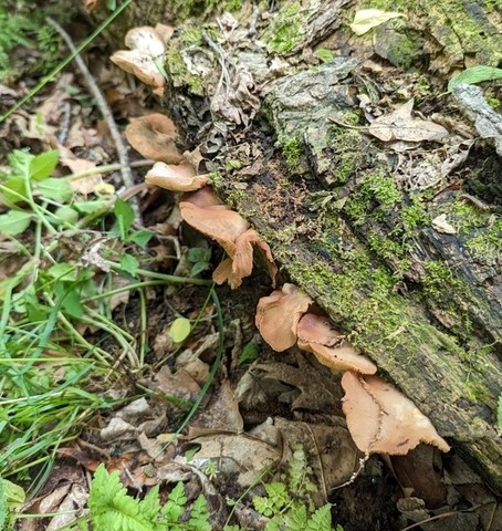 Saffron Oysterling (Crepidotus crocophyllus)