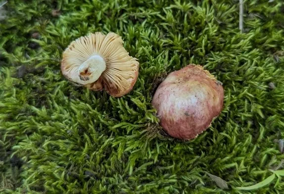 Brittlegills (Russula sp-NE01)
