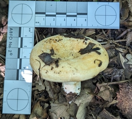 Acrid Lactarius (Lactarius psammicola)