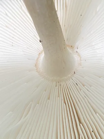 White Panther (Amanita multisquamosa)