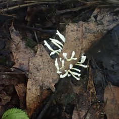 Slinder-Footed Cordyceps