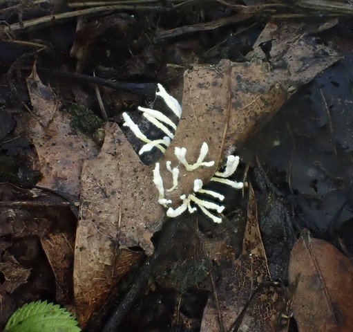 Slinder-Footed Cordyceps (Cordyceps tenuipes)