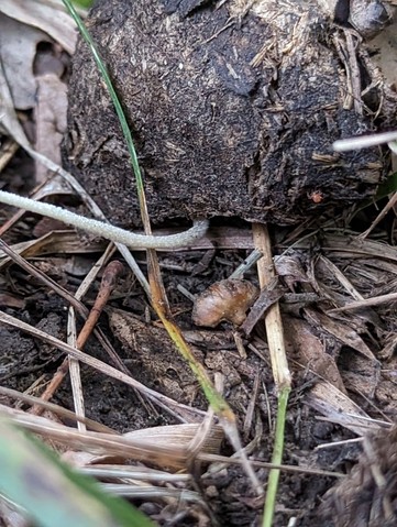 Milky Conecap (Conocybe apala)