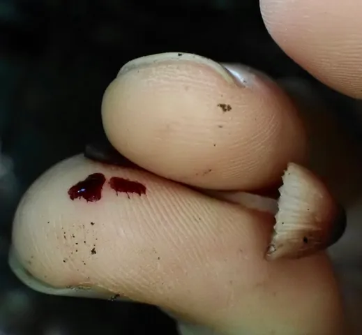 Bleeding Fairy Helmet (Mycena sp. 'haematopus-IN01')