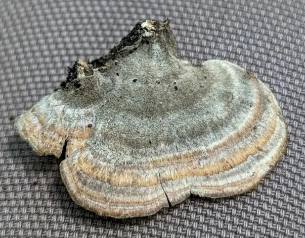 Violet-Toothed Polypore (Trichaptum biforme)
