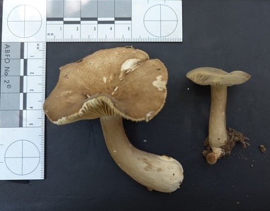 Common Milkcaps (Lactarius sp.)