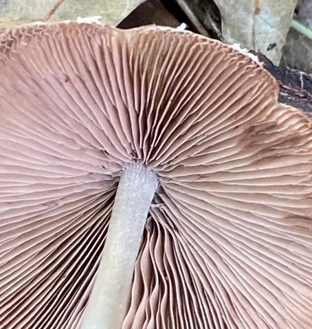 Pale Brittlestem (Candolleomyces candolleanus)
