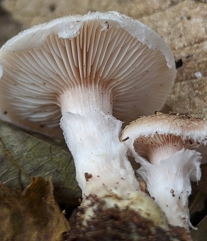 White Honey Mushroom (Armillaria gallica)