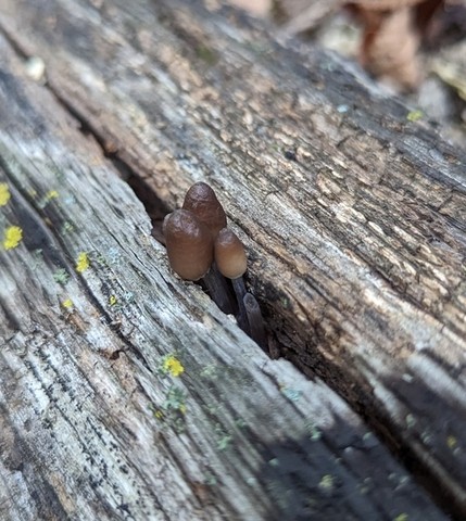 Clustered Bonnet (Mycena inclinata-IN01)