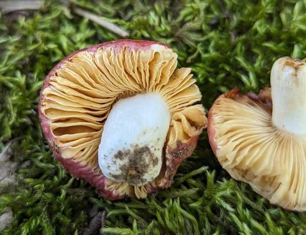 Russula