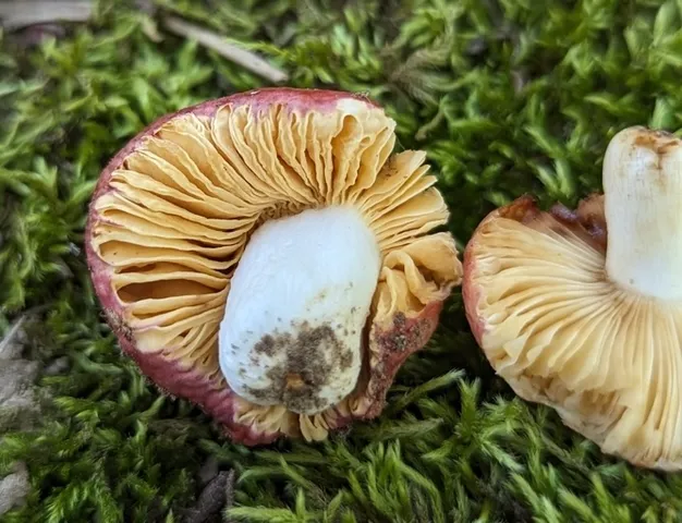 undefined (Russula sp-NE01)