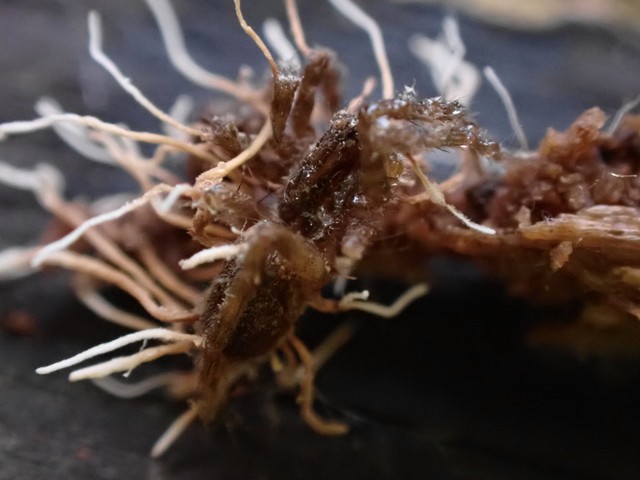 Spider Akanthomyces (Akanthomyces aranearum)