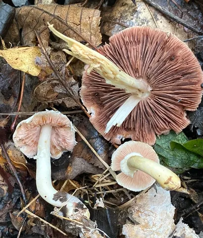 Agaricus kerriganii