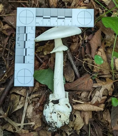 Great Felt Skirt Destroying Angel (Amanita magnivelaris)