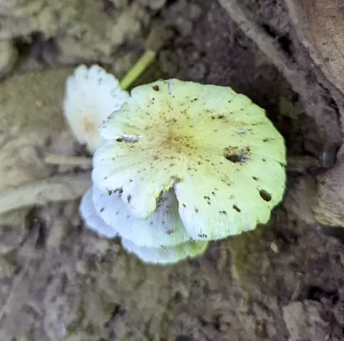 Pale Brittlestem (Candolleomyces candolleanus)