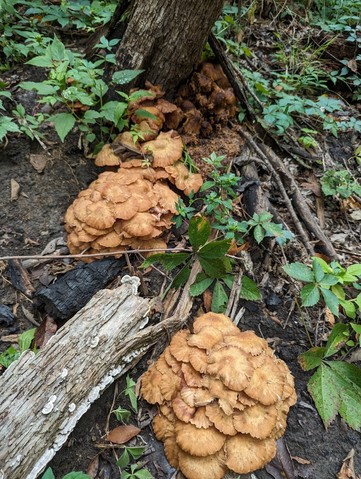 Ringless Honey Mushroom (Desarmillaria caespitosa)