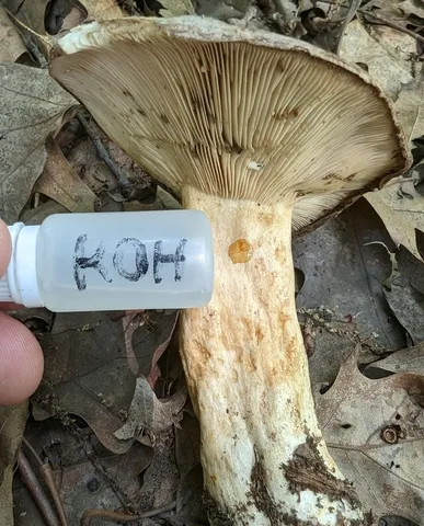 Clay-Gilled Milkcap (Lactarius argillaceifolius-IN02)