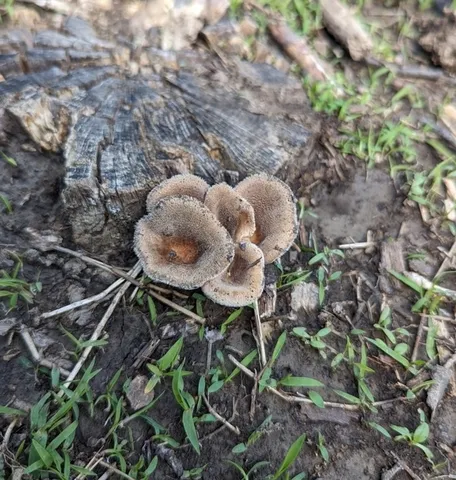 Hairy Oysterling (Panus lecomtei)