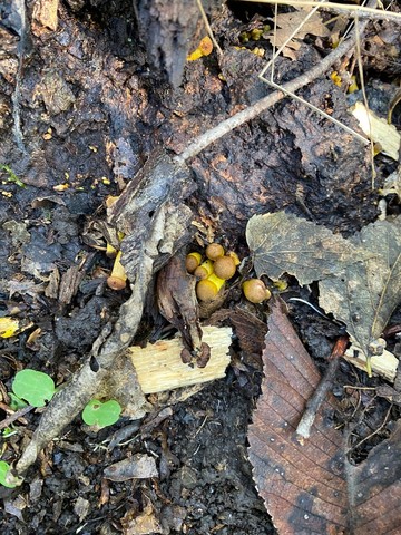 Yellow Honey Mushroom (Armillaria mellea)