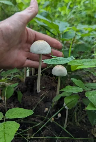 Panaeolus antillarum