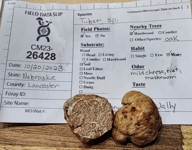 undefined (Tuber cumberlandense)