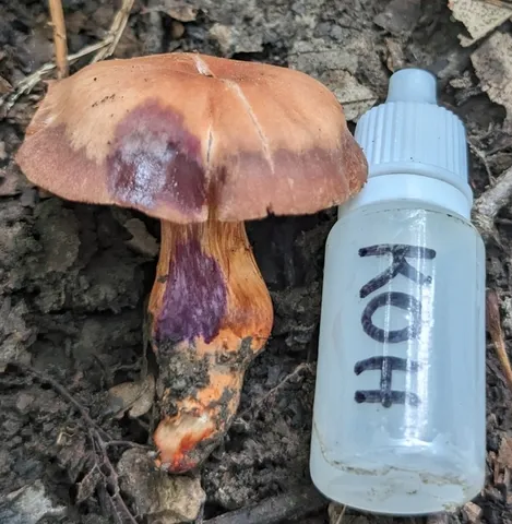 Tiffany's Webcap (Cortinarius tiffanyae)