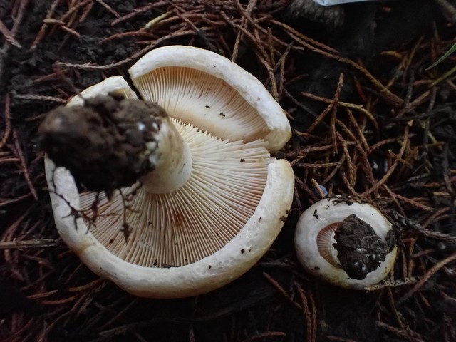 Acrid Lactarius (Lactarius psammicola)