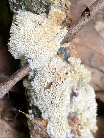 Milk-white Toothed Polypore (Irpex lacteus)