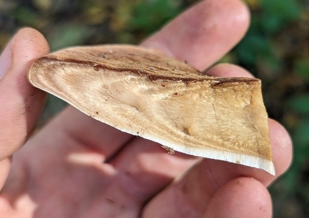 Resinous Polypore (Ischnoderma resinosum)