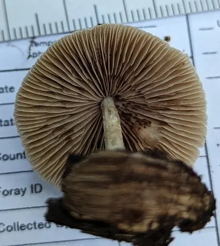 Pale Yellow Brittlestem (Candolleomyces luteopallidus)