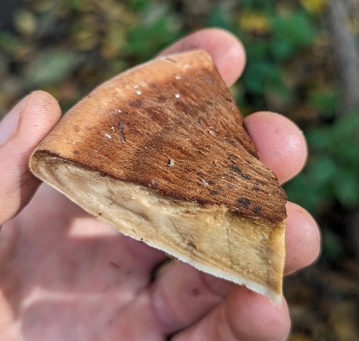 Resinous Polypore (Ischnoderma resinosum)