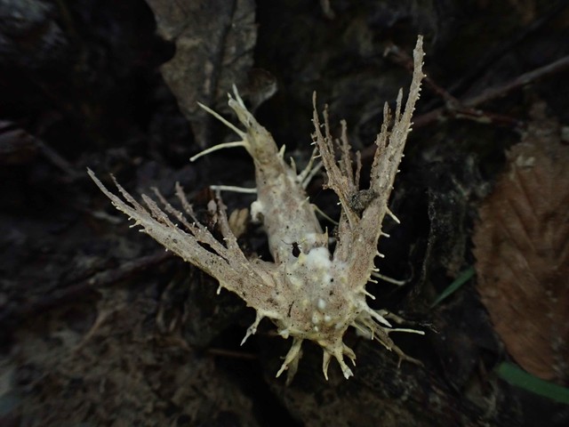 null (Akanthomyces aculeatus)