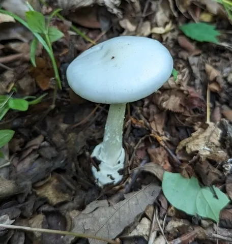 Great Felt Skirt Destroying Angel (Amanita magnivelaris)