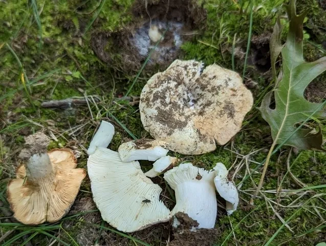 undefined (Russula sp-NE02)
