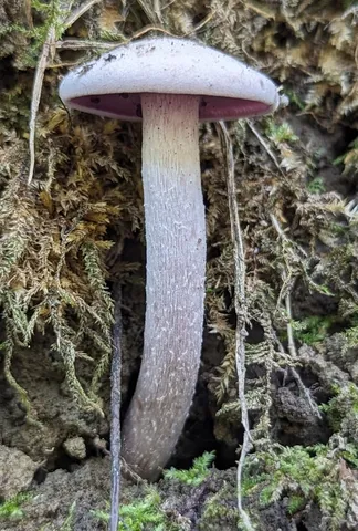 Purple-and-white Deceiver (Laccaria ochropurpurea)