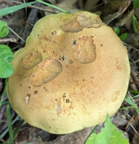 American Lurid Bolete (Suillellus ameriluridus)