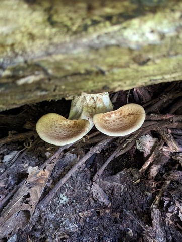 Dryad's Saddle (Cerioporus squamosus)