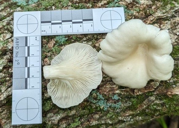 Common Oyster (Pleurotus ostreatus)