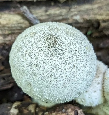 Common Puffball (Lycoperdon perlatum)