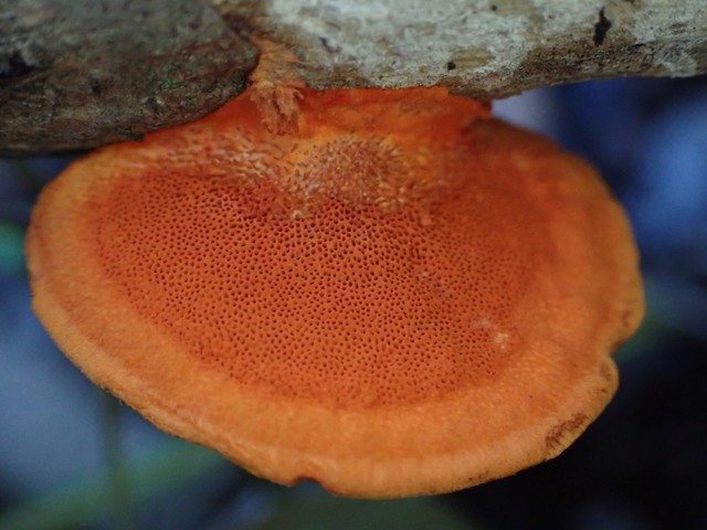 Northern Cinnabar Polypore (Trametes cinnabarina)