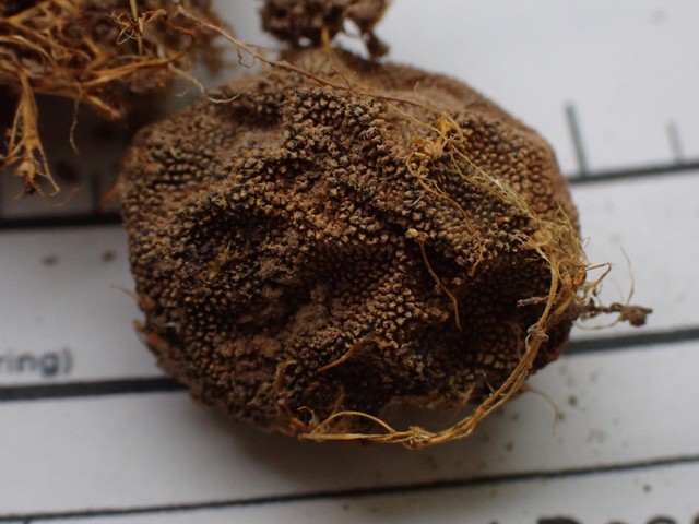 undefined (Elaphomyces sp.)