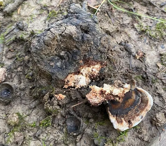 undefined (Ganoderma lobatum)