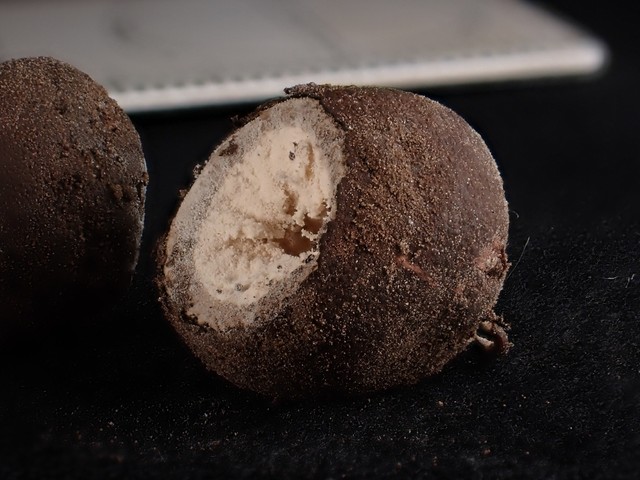 undefined (Elaphomyces sp.)