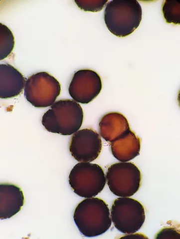 undefined (Elaphomyces spp.)