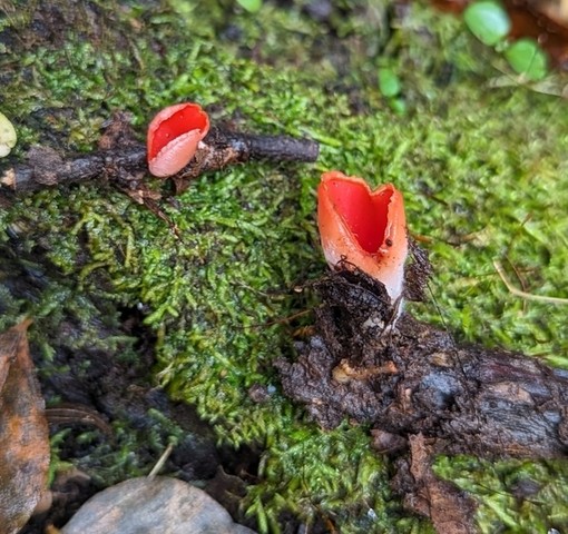 Dudley's Elf Cup (Sarcoscypha dudleyi)