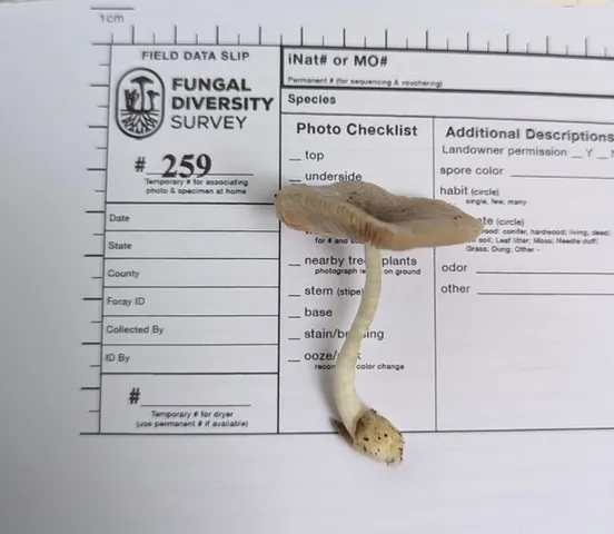 Rosegill (Volvariella sp-IN03)