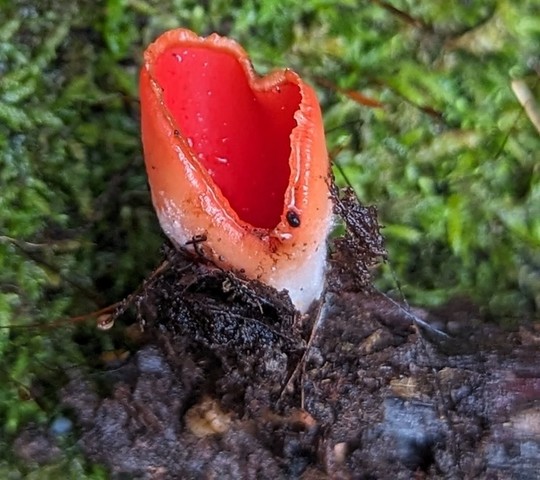 Dudley's Elf Cup (Sarcoscypha dudleyi)